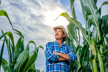 Concerned senior farmer standing in cultivated sunflower crops field and looking to a beautiful sunset on the horizon © Alexandr