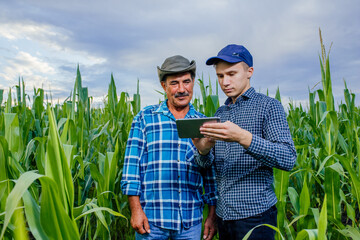 Two farmer standing in a wheat field and looking at tablet, They are examining corp