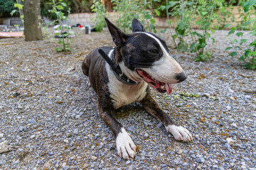 Hazelnut Bull Terrier black and white, in different postures