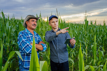 senior and young farmer standing in a corn field with tablet, looking and pointing away, They are...