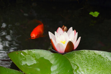 Red fish koi and waterlily in a small garden pond