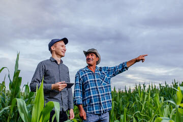 senior and young farmer standing in a corn field with tablet, looking and pointing away, They are examining corp at sunset - obrazy, fototapety, plakaty
