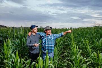 son and father, farmers standing in a corn field with tablet, looking and pointing away, They are examining corp at sunset - obrazy, fototapety, plakaty