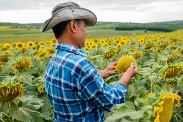 male farmer or agronomist examining sunflower plant in field, rear view
