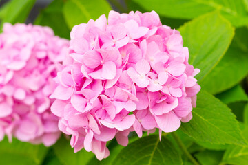 pink hydrangea flowers in garden