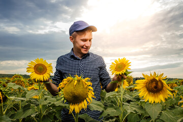 happy male agronomist standing in cultivated sunflower crops field and looking to a beautiful...