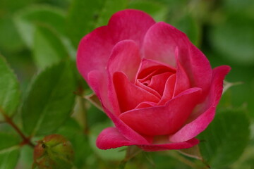 pink rose bud