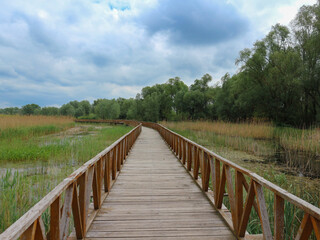 Fototapeta na wymiar Wooden pathway above swamp in flood area of national park Kopacki Rit, located in region of Slavonija in continental Croatia