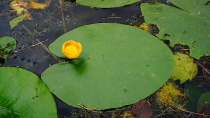 water lily in the water