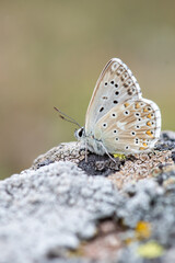  Çokgözlü Anadolu Çillisi » Polyommatus ossmar » Anatolian Chalk-hill Blue