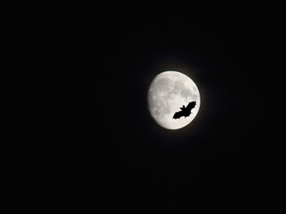 bat against full moon. Image contains copy space