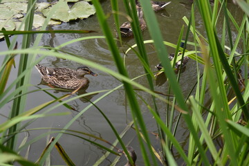 frog in the water