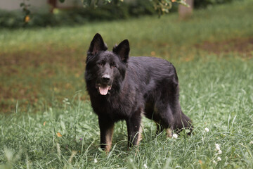 Black Dog Shepherd Close-up summer
