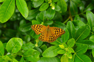 Fritillary buterfly perching on the plant leaf