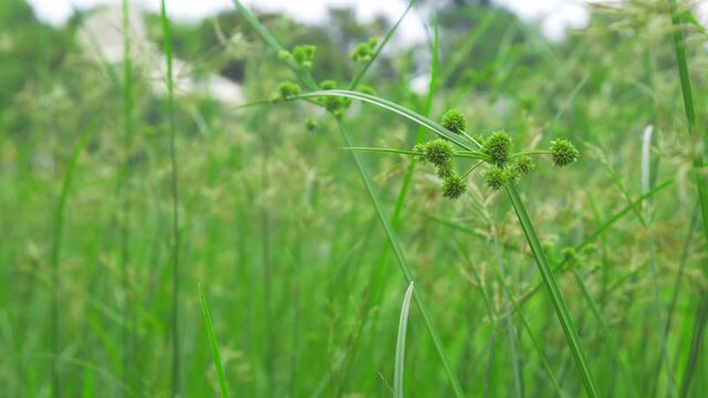 Cyperus polystachyos Roxb plants