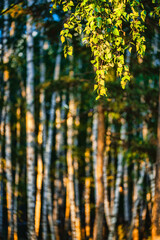Fototapeta premium tree branches with green leaves on background of blurred forest at sunny day 