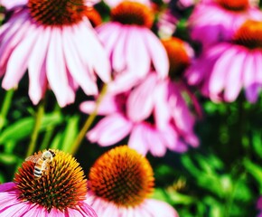 Bee on purple and white flowers
