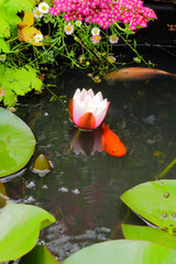 Red fish koi and waterlily