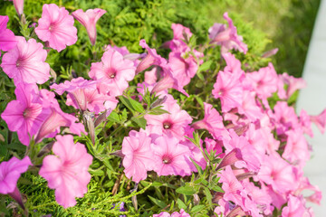 Petunia flowers in a flowerbed in a park on a summer day