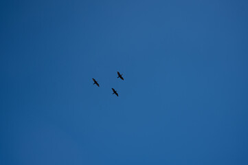 Against the blue background of the endless sky, black cormorants soar in the sky. Bottom view. The wings are spread in different directions. They fly in one direction. Good quality photo