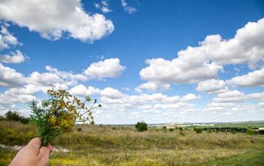 A bouquet of meadow flowers against the blue sky. Beautiful flowers.