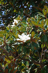 Naklejka premium Close-up full frame view of the white open blossom of a magnolia tulip tree in summer