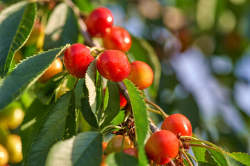 Red and sweet cherries on a branch just before harvest in early summer