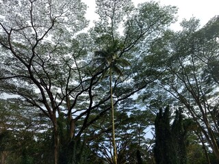 Fototapeta premium trees and sky
