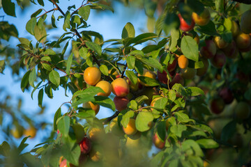 Plum ripens on a tree on a sunny afternoon. Seasonal summer harvest.