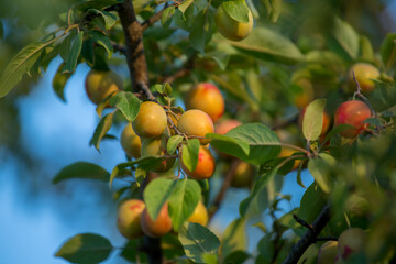 Plum ripens on a tree on a sunny afternoon. Seasonal summer harvest.
