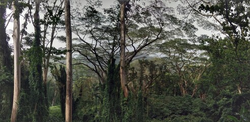 Fototapeta premium trees in the forest