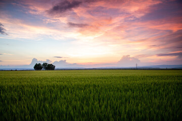 Naklejka premium Cornfield wit sky