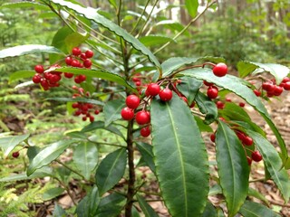 red berries on a bush