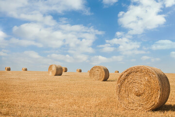 Bales on the field, big yellow round.