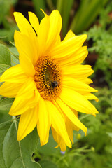 Bumble bee pollinating sunflower