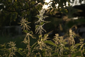 nettles at sunset in summer