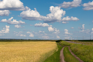 Fototapeta na wymiar rural road in the field of wheat under cloudy sky