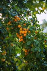 Plum ripens on a tree on a sunny afternoon. Seasonal summer harvest.