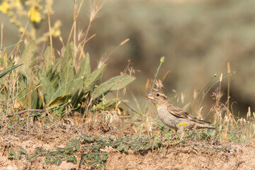 red backed shrike