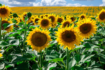 sunflowers against the blue sky. summer flowers.
