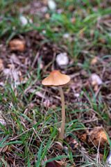 wild mushroom family born in a wood