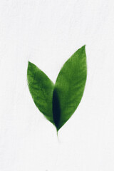 Green leaves on a white rough cotton background