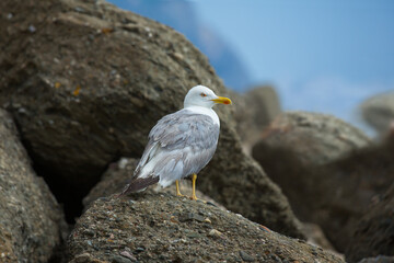 Sea gull sitting on a rock.