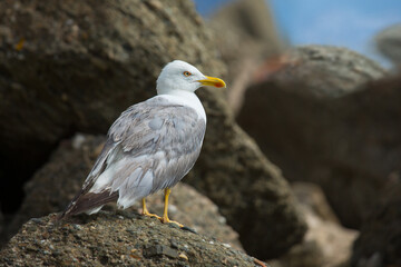 Sea gull sitting on a rock.