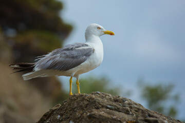 Sea gull sitting on a rock.
