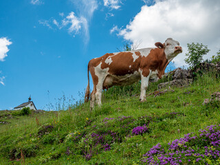Fototapeta na wymiar Austrian mountain landscape with happy cows and blue sky