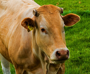 Naklejka na ściany i meble Close up of a red cow in the Netherlands 