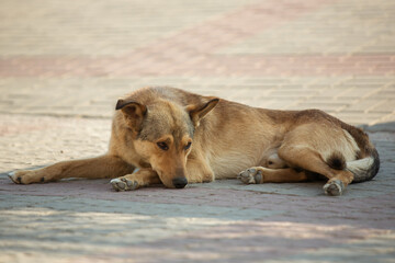 A homeless red-haired dog lies on a city street