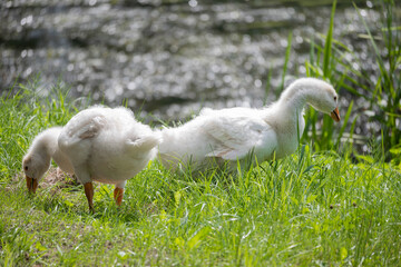 young geese nibble on the grass