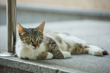 Homeless animals. Cat on the street of the city.